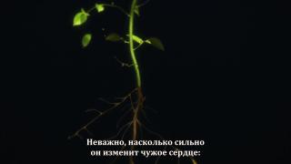 Другая сторона медали, социума