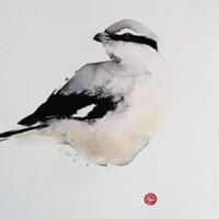 Grey Shrike