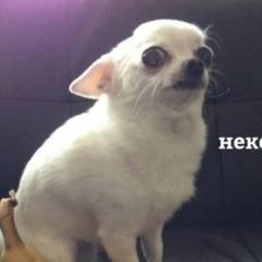 Masya