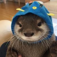 Дарья Ромашкина