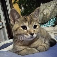Рита Ненахова